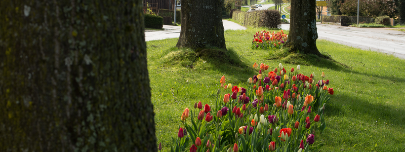 Detailaufnahme von einem Blühstreifen mit verschiedenfarbigen Tulpen zwischen drei Bäumen auf einer grünen Wiese. Im Hintergrund sind Häuser und eine Straße zu sehen.