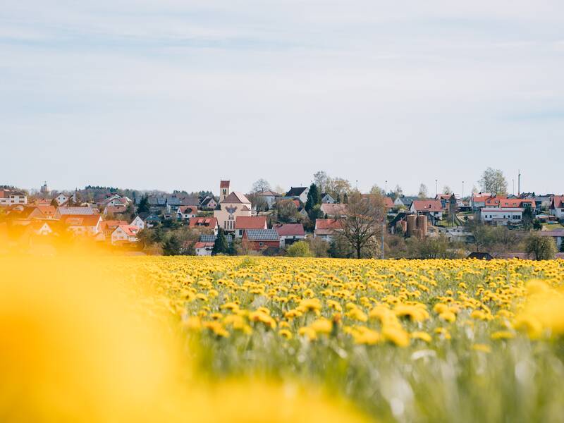 Ein blühendes gelbes Blumenfeld erstreckt sich vor der malerischen Dorfkulisse von Schönebürg mit roten Dächern und einem Kirchturm im Hintergrund.